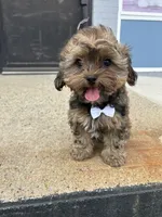 Marco , a male Shorkie for sale in Whitman, MA – 2 of 4