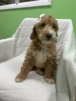 Ruby, a female Miniature Goldendoodle for sale in Whitman, MA – Photo 1 of 4