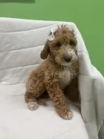 Ruby, a female Miniature Goldendoodle for sale in Whitman, MA – Photo 2 of 4