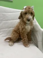 Ruby, a female Miniature Goldendoodle for sale in Whitman, MA – Photo 4 of 4