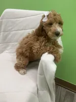 Ruby, a female Miniature Goldendoodle for sale in Whitman, MA – Photo 3 of 4