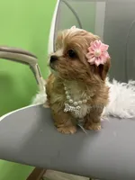 Delilah , a female Shihpoo and Cavalier King Charles Spaniel for sale in Whitman, MA – 2 of 3