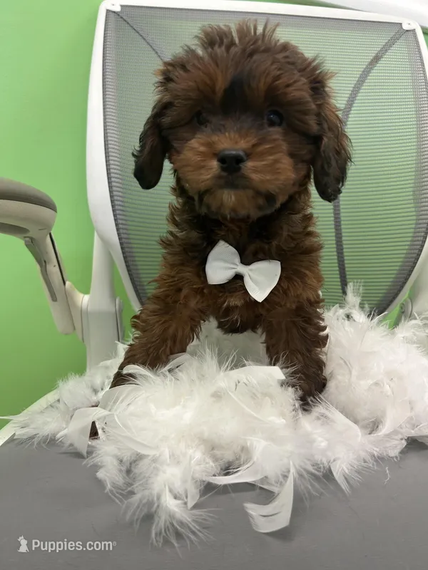 Baby – Bichon Frise, Shihpoo puppy for sale in Whitman, MA