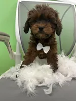 Baby, a male Bichon Frise and Shihpoo for sale in Whitman, MA – Photo 1 of 3