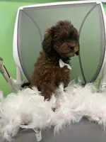 Baby, a male Bichon Frise and Shihpoo for sale in Whitman, MA – Photo 3 of 3