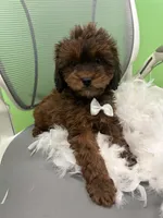 Baby, a male Bichon Frise and Shihpoo for sale in Whitman, MA – Photo 2 of 3