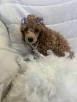 Maggie , a female Poodle - Toy  for sale in Whitman, MA – Photo 4 of 4