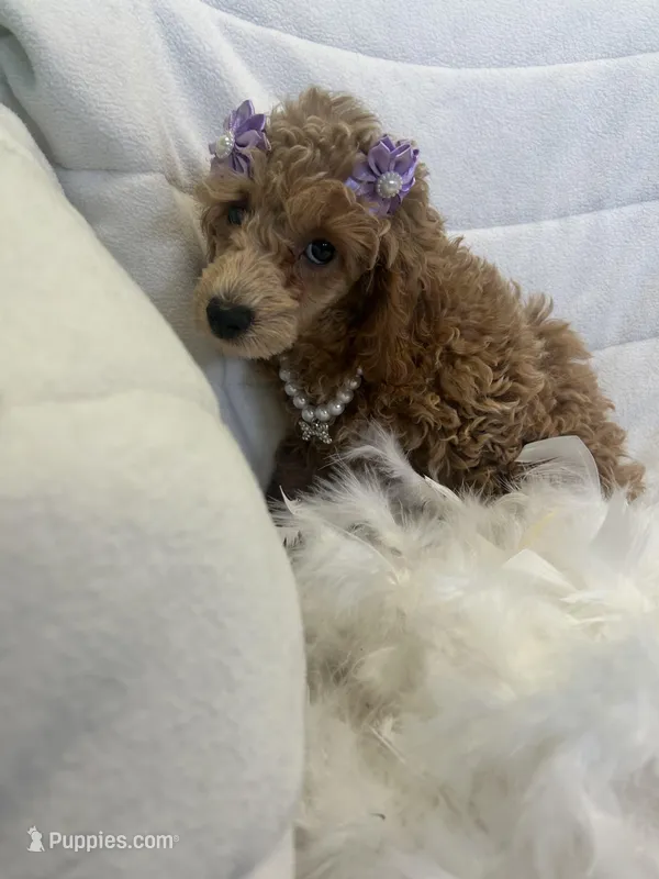 Maggie , a female Poodle - Toy  for sale in Whitman, MA – Photo 1 of 4