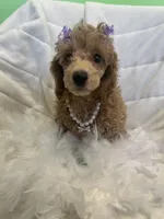 Maggie , a female Poodle - Toy  for sale in Whitman, MA – Photo 2 of 4