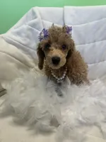 Maggie , a female Poodle - Toy  for sale in Whitman, MA – Photo 3 of 4