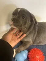 Chance , a male English Bulldog for sale in Whitman, MA – Photo 2 of 2