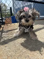 Ruby , a female Morkie for sale in Whitman, MA – 1 of 3