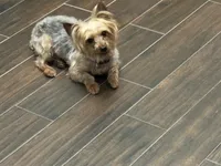 Connie, a male Yorkshire Terrier for sale in Bartlett, TN – Photo 4 of 5