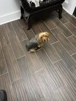 Connie, a male Yorkshire Terrier for sale in Bartlett, TN – Photo 5 of 5