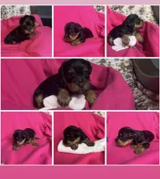 Connie, a male Yorkshire Terrier for sale in Bartlett, TN – Photo 3 of 5
