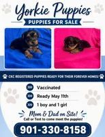 Connie, a male Yorkshire Terrier for sale in Bartlett, TN – Photo 1 of 5