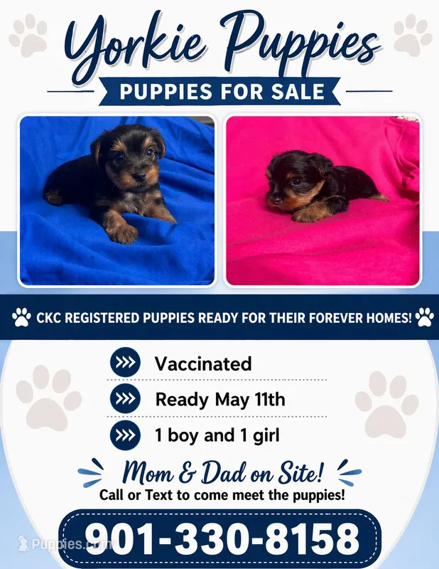 Bubba – Yorkshire Terrier puppy for sale in Bartlett, TN