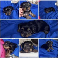 Bubba, a male Yorkshire Terrier for sale in Bartlett, TN – Photo 2 of 5
