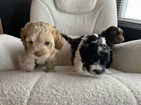 Gismo , a male Cockapoo for sale in Neillsville, WI – Photo 6 of 10