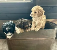 Gismo , a male Cockapoo for sale in Neillsville, WI – Photo 4 of 10