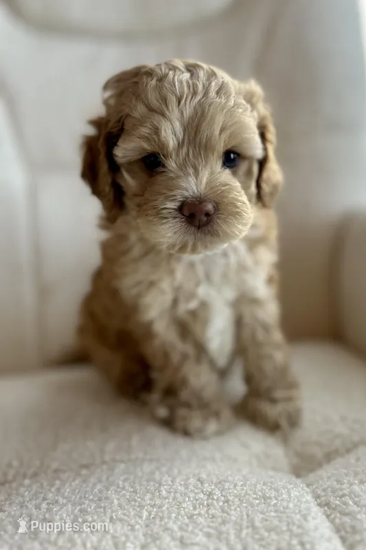 Gismo , a male Cockapoo for sale in Neillsville, WI – Photo 1 of 10