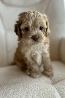 Gismo , a male Cockapoo for sale in Neillsville, WI – Photo 1 of 10