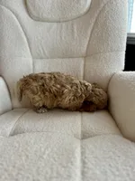 Gismo , a male Cockapoo for sale in Neillsville, WI – Photo 5 of 10