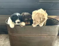 Gismo , a male Cockapoo for sale in Neillsville, WI – Photo 3 of 10