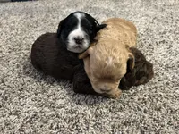 Gismo , a male Cockapoo for sale in Neillsville, WI – Photo 10 of 10