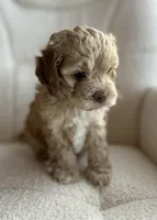 Gismo , a male Cockapoo for sale in Neillsville, WI – Photo 2 of 10