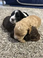 Gismo , a male Cockapoo for sale in Neillsville, WI – Photo 9 of 10