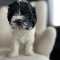 Destiny , a female Cockapoo for sale in Neillsville, WI – Photo 1 of 8