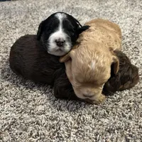 Destiny , a female Cockapoo for sale in Neillsville, WI – Photo 8 of 8