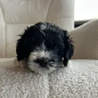 Destiny , a female Cockapoo for sale in Neillsville, WI – Photo 3 of 8