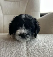 Destiny , a female Cockapoo for sale in Neillsville, WI – Photo 3 of 8