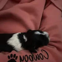 Destiny , a female Cockapoo for sale in Neillsville, WI – Photo 6 of 8