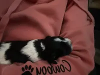 Destiny , a female Cockapoo for sale in Neillsville, WI – Photo 6 of 8