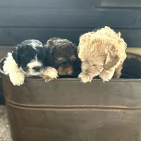 Destiny , a female Cockapoo for sale in Neillsville, WI – Photo 2 of 8