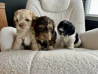 Destiny , a female Cockapoo for sale in Neillsville, WI – Photo 5 of 8