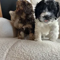 Destiny , a female Cockapoo for sale in Neillsville, WI – Photo 7 of 8