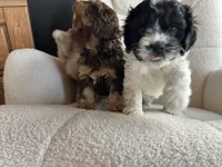Destiny , a female Cockapoo for sale in Neillsville, WI – Photo 7 of 8