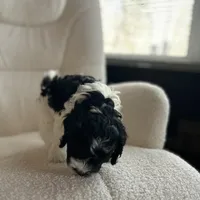 Destiny , a female Cockapoo for sale in Neillsville, WI – Photo 4 of 8