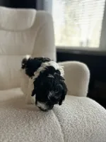 Destiny , a female Cockapoo for sale in Neillsville, WI – Photo 4 of 8