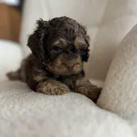 MJ Maverick Jr, a male Cockapoo for sale in Neillsville, WI – Photo 2 of 10