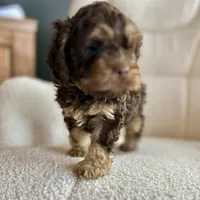 MJ Maverick Jr, a male Cockapoo for sale in Neillsville, WI – Photo 1 of 10