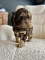 MJ Maverick Jr, a male Cockapoo for sale in Neillsville, WI – Photo 1 of 10