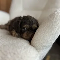 MJ Maverick Jr, a male Cockapoo for sale in Neillsville, WI – Photo 4 of 10