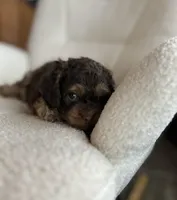 MJ Maverick Jr, a male Cockapoo for sale in Neillsville, WI – Photo 4 of 10