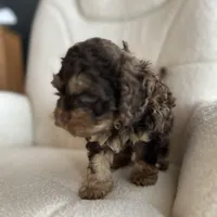 MJ Maverick Jr, a male Cockapoo for sale in Neillsville, WI – Photo 5 of 10