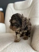 MJ Maverick Jr, a male Cockapoo for sale in Neillsville, WI – Photo 5 of 10